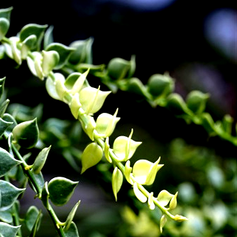 Dischidia Ruscifolia Variegata - Million Hearts Plant