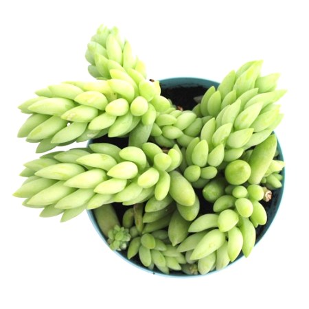 Donkey Tail Succulent - Sedum Morganium