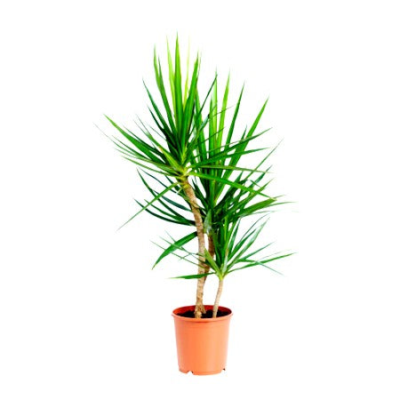 Dracaena Bicolor - Dracaena Marginata Plant