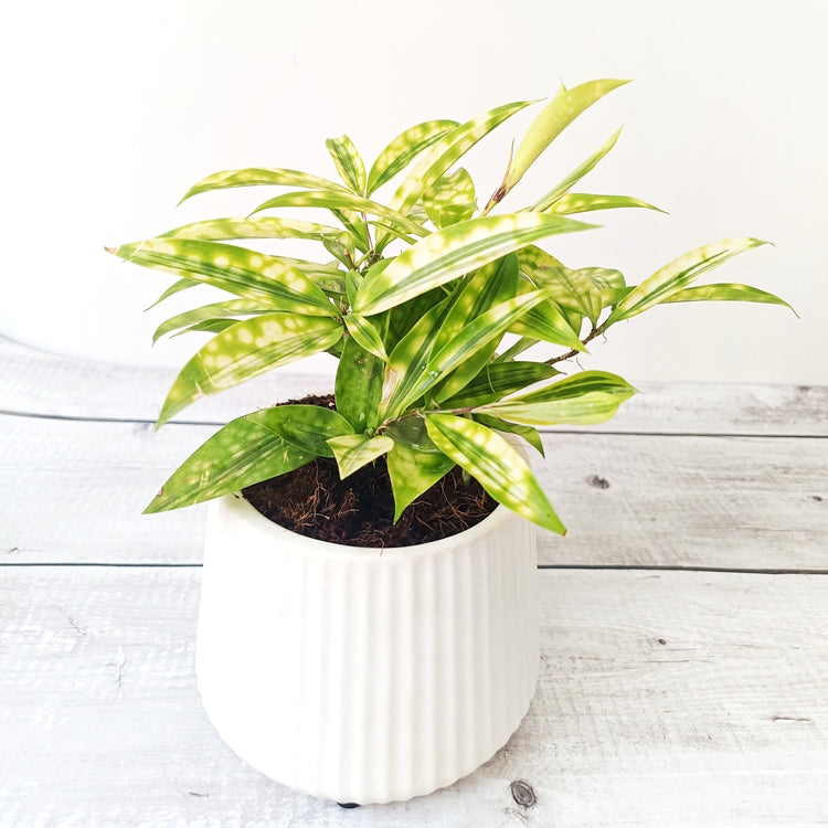 Dracaena Milky Way with Designed Ceramic Pot