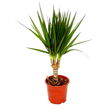 Dracaena Tricolor - Marginata Dracaena Red