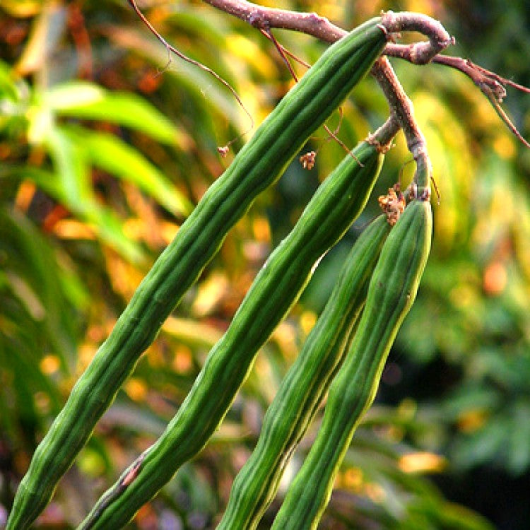 Drumstick - Moringa Oleifera Seeds 1KG