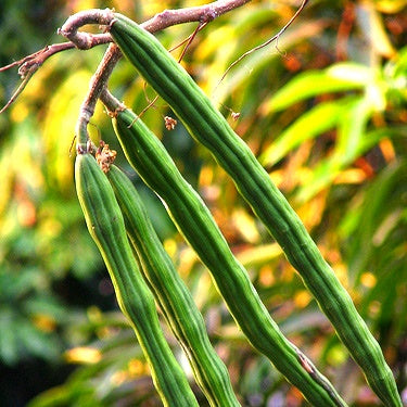 Drumstick - Moringa Seeds 4gm | Sunrise