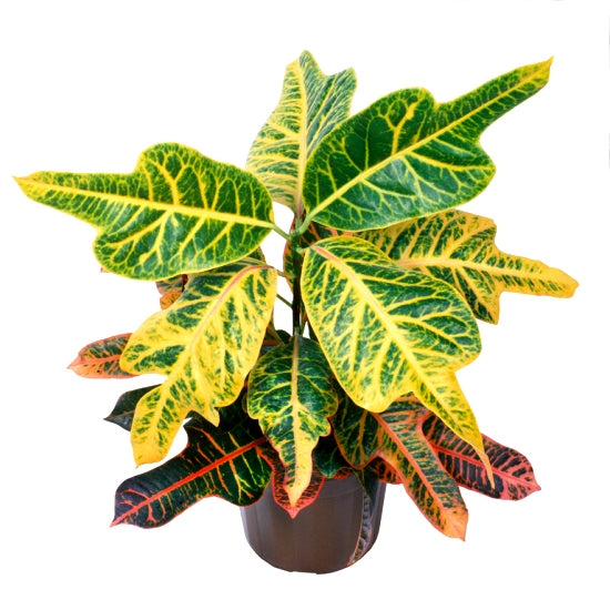 Croton Variegatum - Duck Foot Croton, Trishul Croton, Codiaeum Variegatum