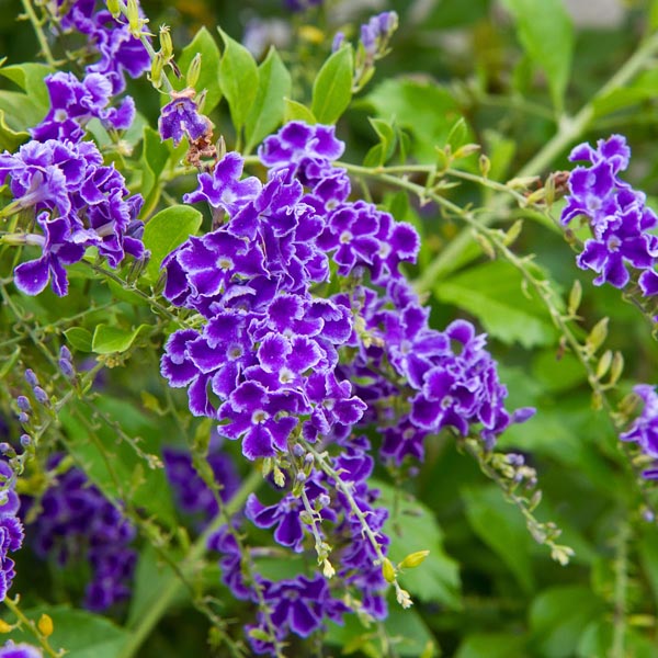 Duranta Erecta - Golden Dewdrop Plant