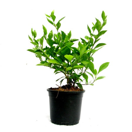 Duranta Green Plant