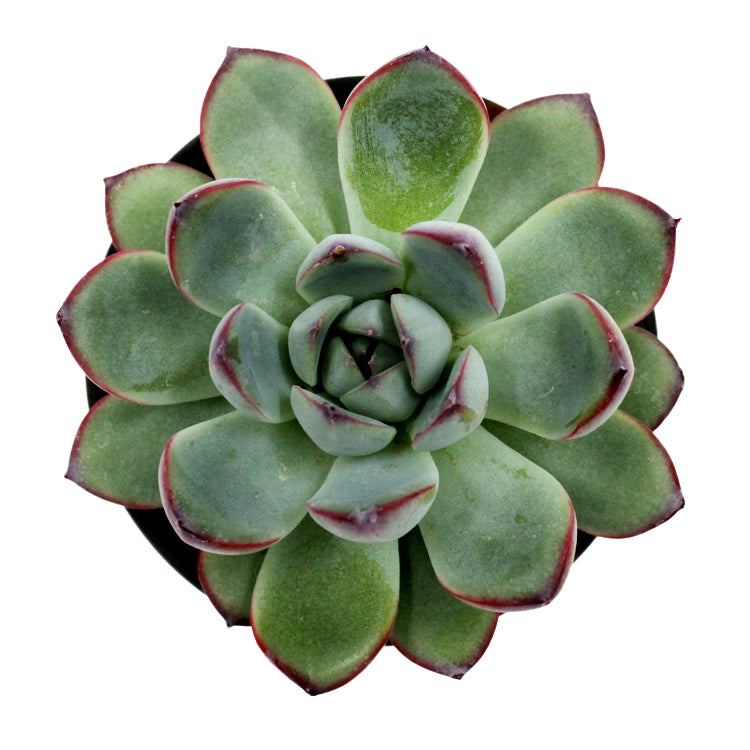 Echeveria Agavoides