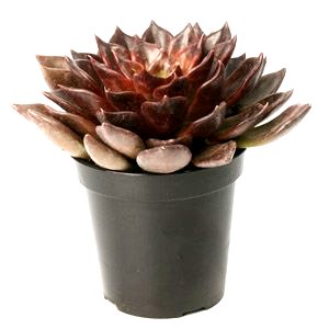 Echeveria Black Prince