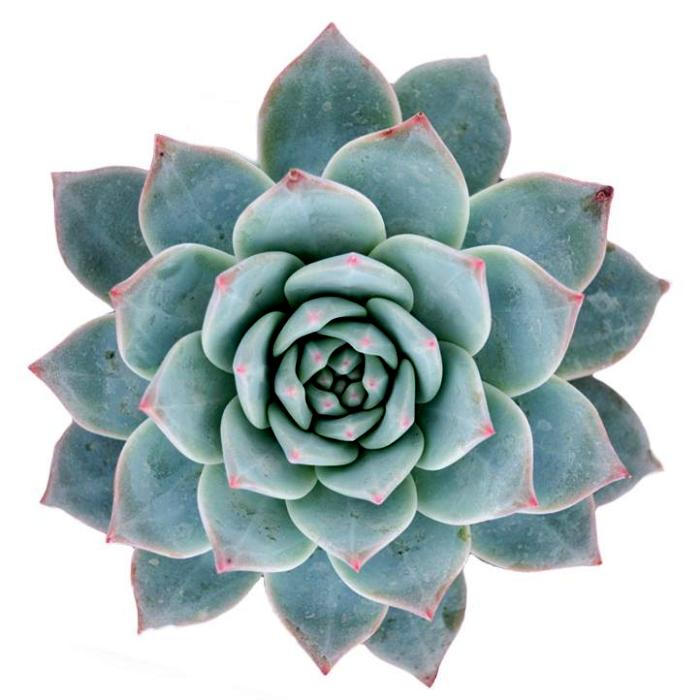 Echeveria Blue Bird