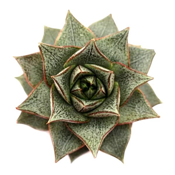 Echeveria Chinensis