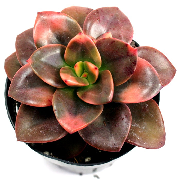 Echeveria Chroma