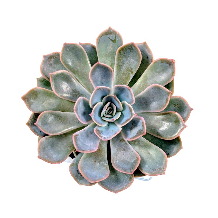 Echeveria Elegance