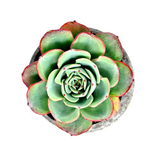 Echeveria Imbricata