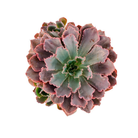 Echeveria Pastle