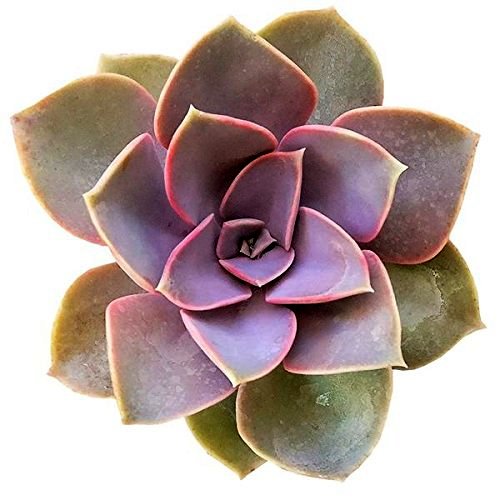 Echeveria Perle Von Nurnberg