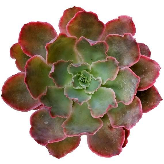 Echeveria Ruffle