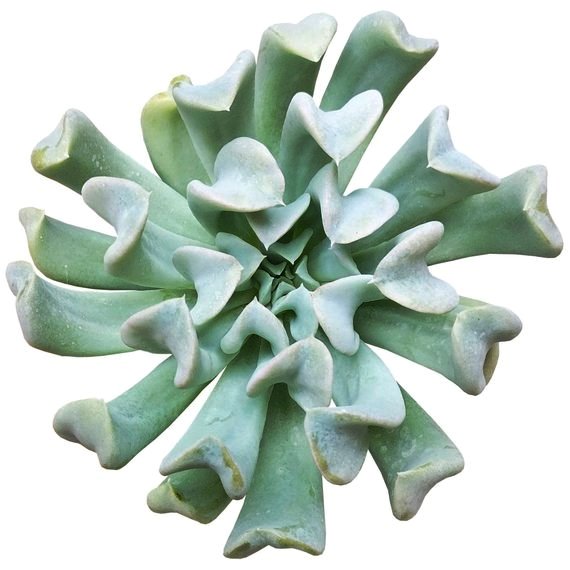 Echeveria Runyonii