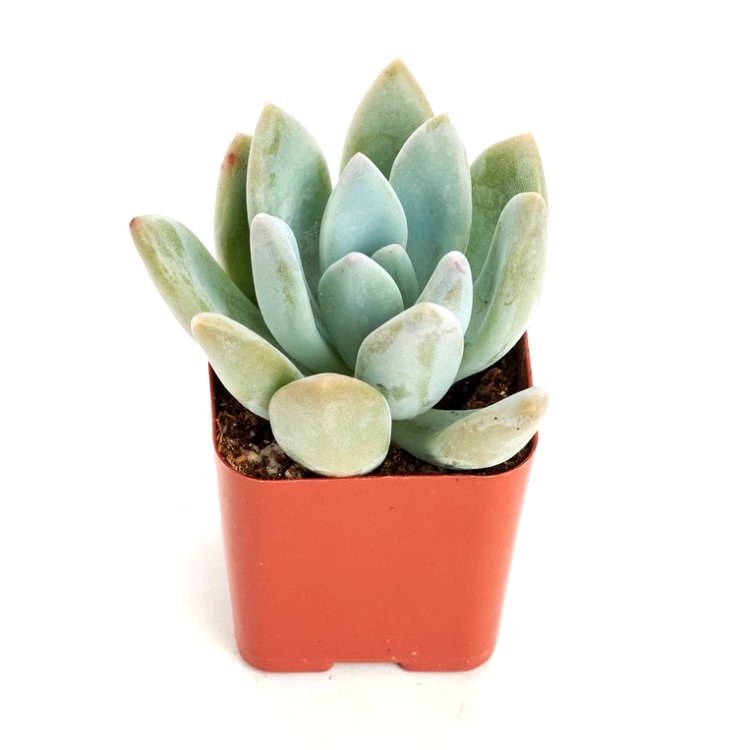 Echeveria Silver Prince