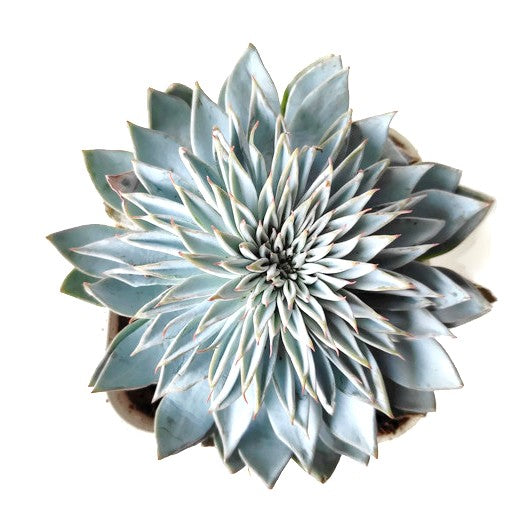 Echeveria Silver Star