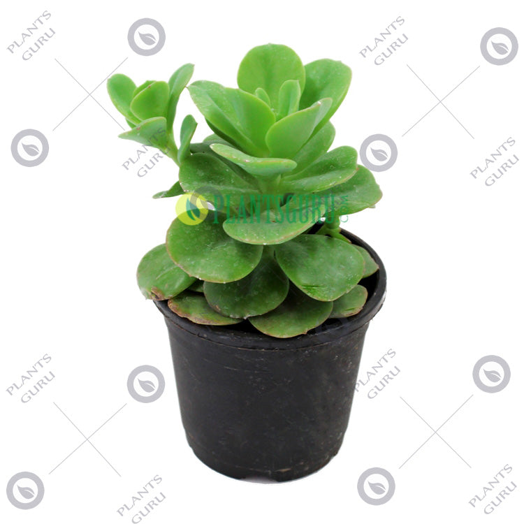 Echeveria Green Spoon