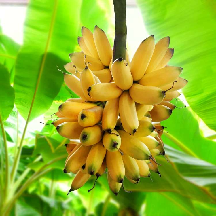 Yelakki (Elaichi) Banana Plant - Elaichi Kela Plant