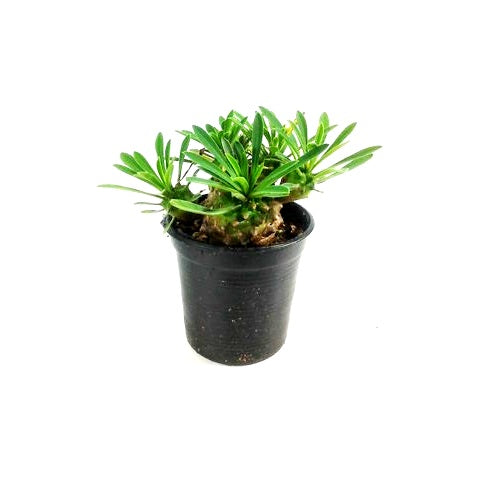 Euphorbia Bupleurifolia Plant Plant