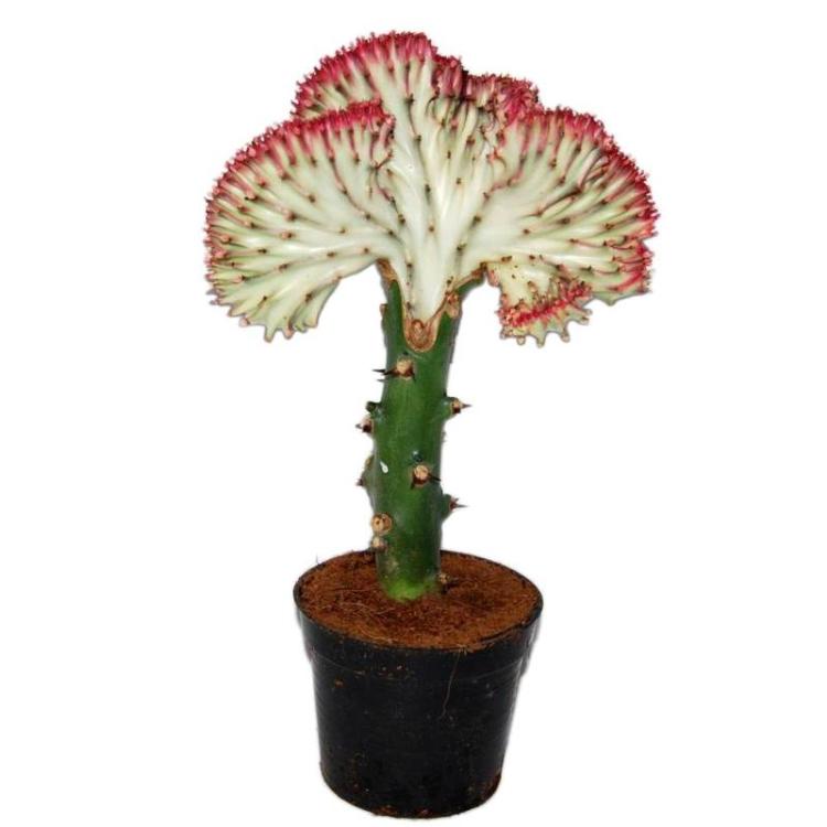 Euphorbia Lactea Cristata Big