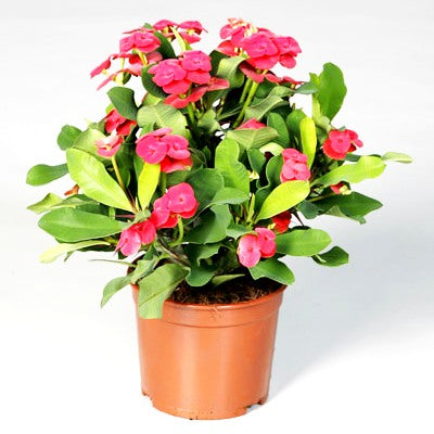 Euphorbia Orange Plant - Crown of Throns, Euphorbia Milii