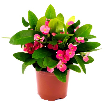 Euphorbia Pink Plant - Crown of Throns, Euphorbia Milii