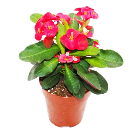 Euphorbia Red Plant - Crown of Throns, Euphorbia Milii