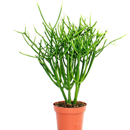 Euphorbia Tirucalli Plant - Pencil Tree, Firestick