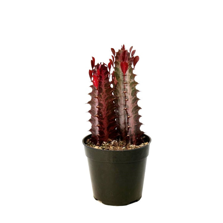 Euphorbia Trigona Royal Red Plant