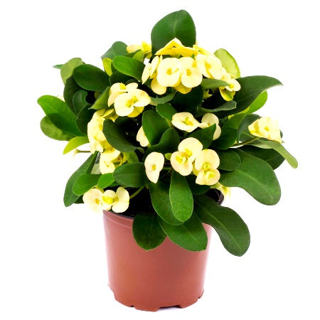 Euphorbia Yellow Plant - Crown of Throns, Euphorbia Milii