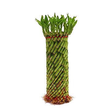 Lucky Bamboo Feng Shui Wheel