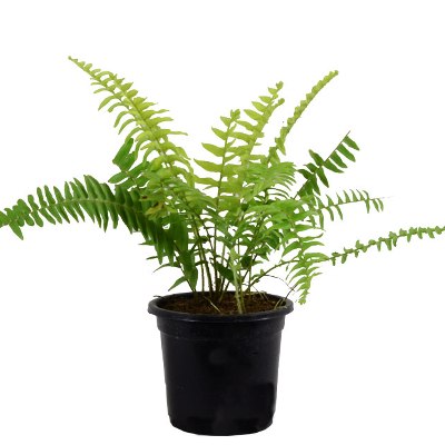 Buy Fern Green - Fern Small Plant online at best price – Plantsguru