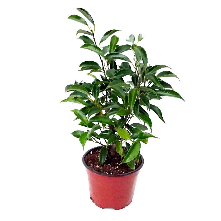 Ficus Black Plant - Ficus Benjamina, Weeping Fig