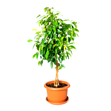 Ficus Black Plant - Ficus Benjamina, Weeping Fig