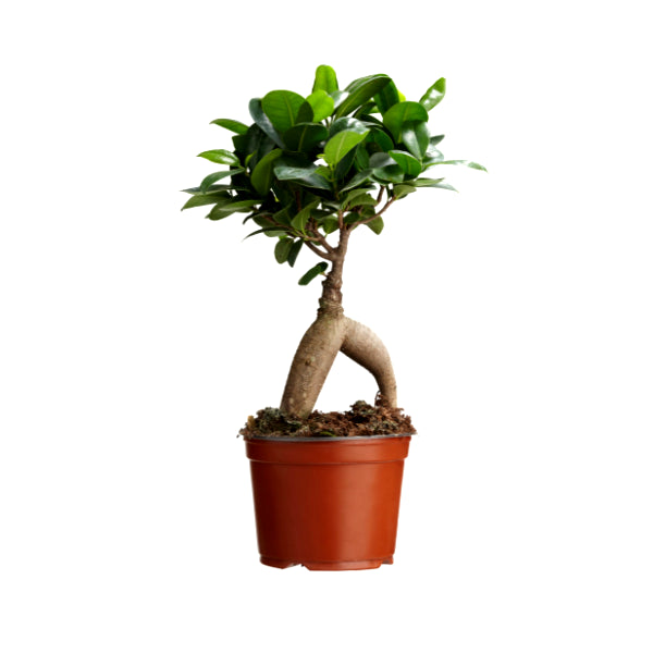 Ficus bonsai (trunk weight: 100 gram) Plant