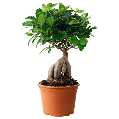 Ficus Bonsai (trunk weight: 300 gram) Plant