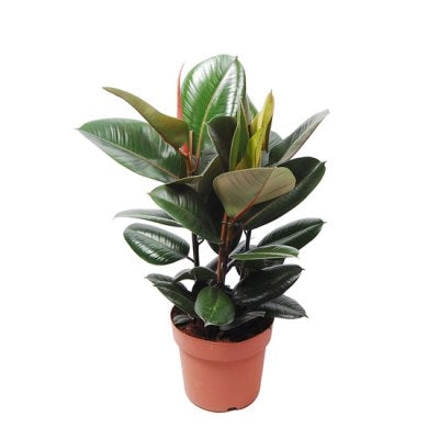 Ficus Elastica - Baby Rubber Plant