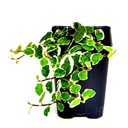 Ficus Pumila - Trailing Ficus