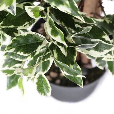 Ficus Variegated Plant - Ficus Benjamina, Weeping Fig