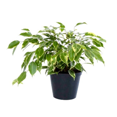 Ficus Variegated Plant - Ficus Benjamina, Weeping Fig