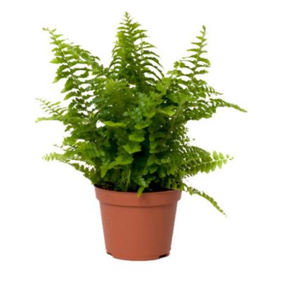 Fishtail Fern - Fern Big Plant