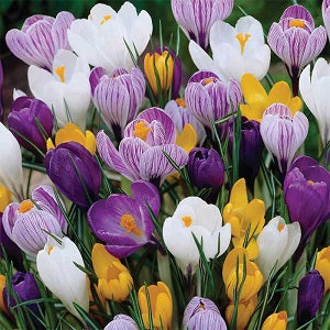 Crocus Lily Flower Record 5 Bulbs