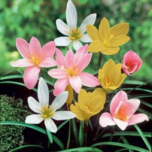 Zephyranthes Bulbs - Rain Lily (Mix, 5 Bulb)