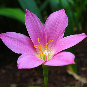 Zephyranthes Pink Plant