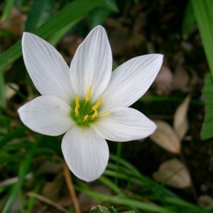 Zephyranthes White Plant