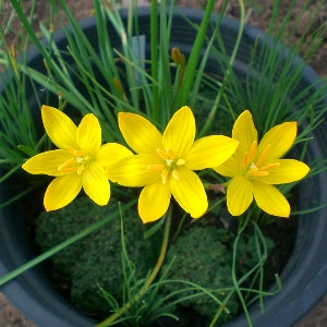 Zephyranthes Yellow Plant