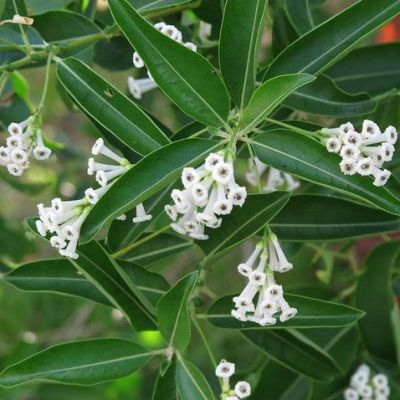 Din Ka Raja - Day King, Cestrum Diurnum, Day Blooming Jasmine